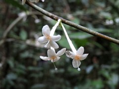 Phaleria clerodendron