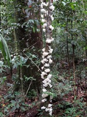 Phaleria clerodendron