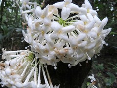 Phaleria clerodendron