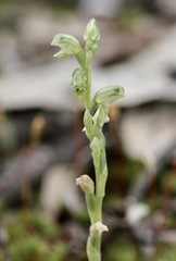 Pterostylis cycnocephala
