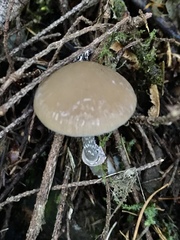 Psathyrella longistriata