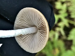 Psathyrella longistriata