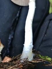 Psathyrella longistriata