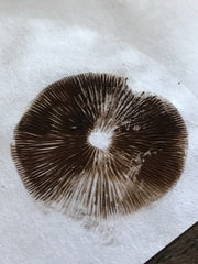 Psathyrella longistriata