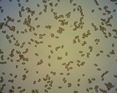 Psathyrella longistriata