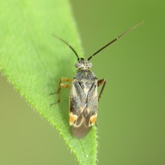 Polymerus