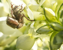 Hoplia dispar