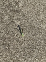 Stagmomantis limbata