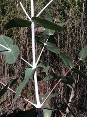 Eucalyptus tenuiramis