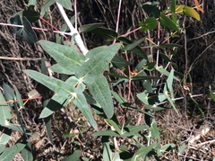 Eucalyptus tenuiramis