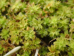 Syntrichia princeps
