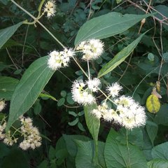 Ageratina areolaris