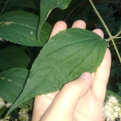 Ageratina areolaris