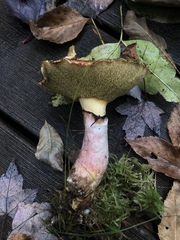 Suillus spectabilis