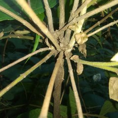 Ageratina areolaris