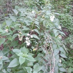 Ageratina areolaris