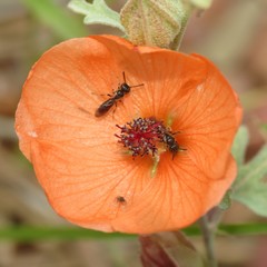 Sphaeralcea laxa