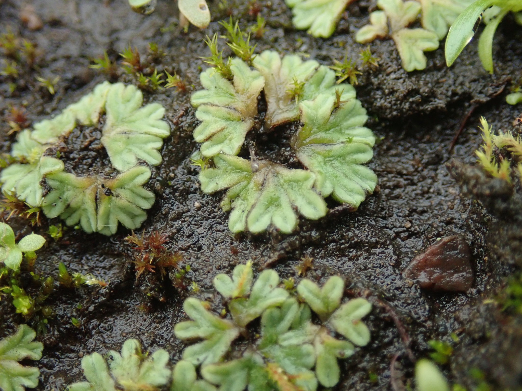 Riccia sorocarpa