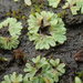 Common Crystalwort - Photo no rights reserved, uploaded by Randal