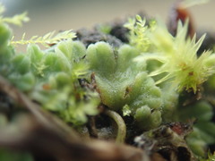 Riccia beyrichiana