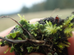 Riccia beyrichiana