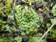 Riccia beyrichiana