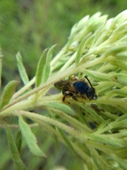 Paragapostemon coelestinus