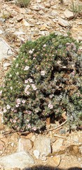 Frankeniaceae