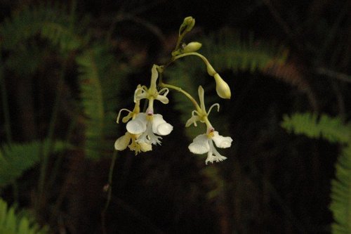 Epidendrum saxatile Lindl.