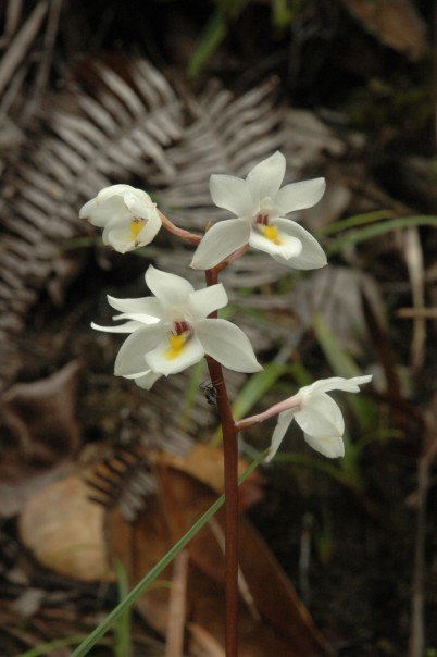 Otostylis alba