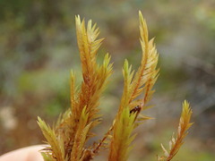 Fontinalis neomexicana