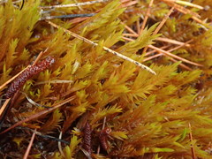 Fontinalis neomexicana