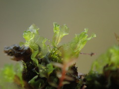 Fossombronia longiseta