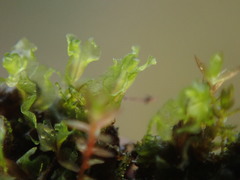 Fossombronia longiseta