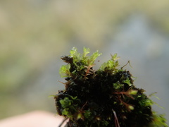 Fossombronia longiseta