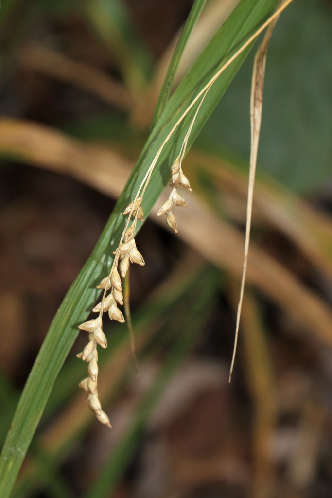 Diarrheneae