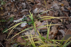 Carex muskingumensis