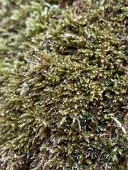 Eurhynchiastrum pulchellum