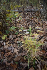 Carex muskingumensis
