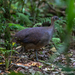 Solitary Tinamou - Photo (c) Norton Santos, some rights reserved (CC BY-NC), uploaded by Norton Santos
