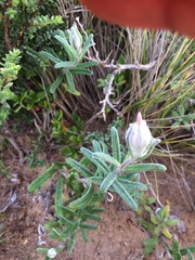 Helichrysum leucopsideum