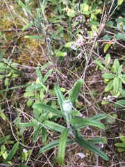 Helichrysum leucopsideum