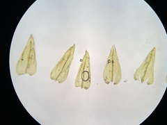 Eurhynchiastrum pulchellum