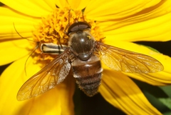 Esenbeckia delta