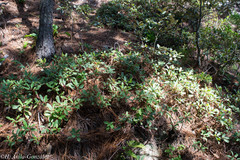 Arbutus occidentalis