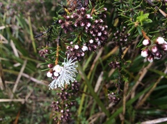 Kunzea ambigua