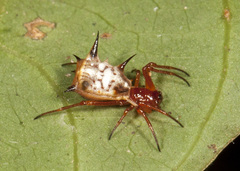 Micrathena cornuta