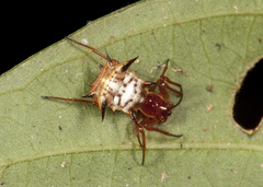 Micrathena cornuta