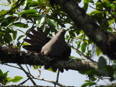 Patagioenas plumbea