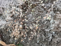 Sedum jaliscanum